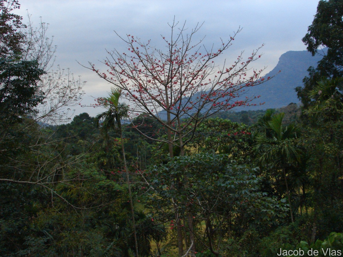 Bombax ceiba L.